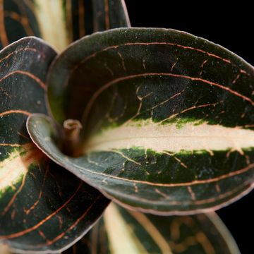 Anoectochilus albolineatus 'Variegata'