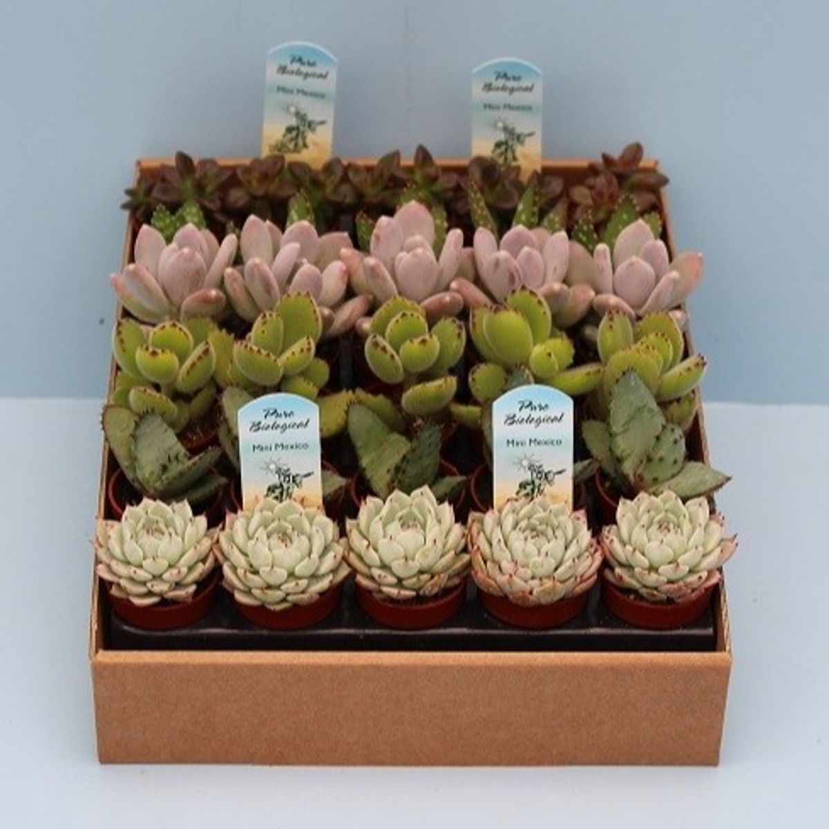 Succulents MIX — Plant Wholesale FlorAccess