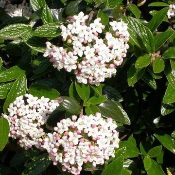 Viburnum x burkwoodii