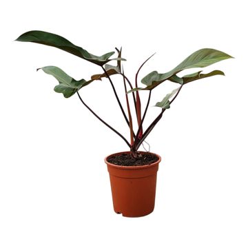 Philodendron 'Florida Bronze'