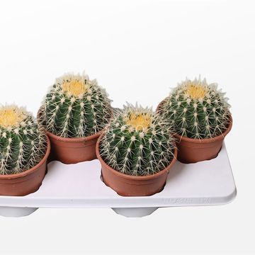 Echinocactus grusonii