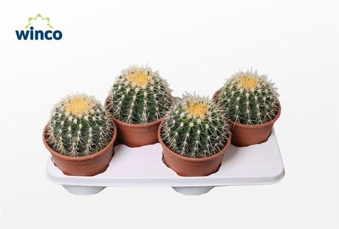 Echinocactus grusonii