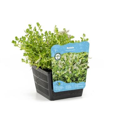 Rotala rotundifolia