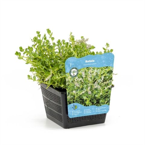 Rotala rotundifolia