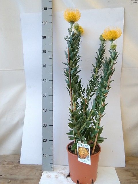 Leucospermum cordifolium 'Carnival Yellow'