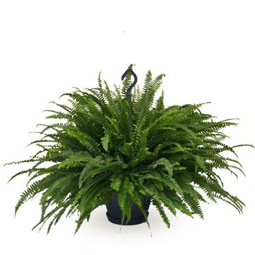 Nephrolepis exaltata 'Green Lady'