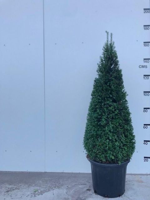 Taxus baccata