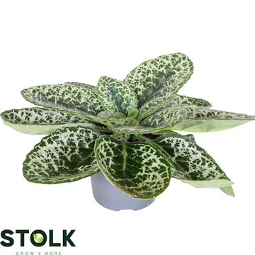 Streptocarpus 'Pretty Turtle'