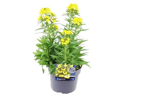 Erysimum 'Yellow Bird'