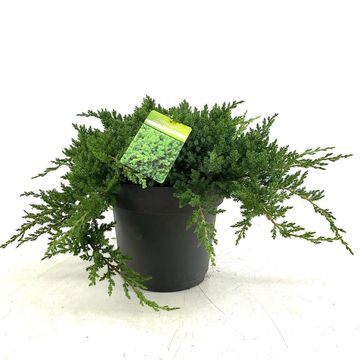 Juniperus procumbens 'Nana'
