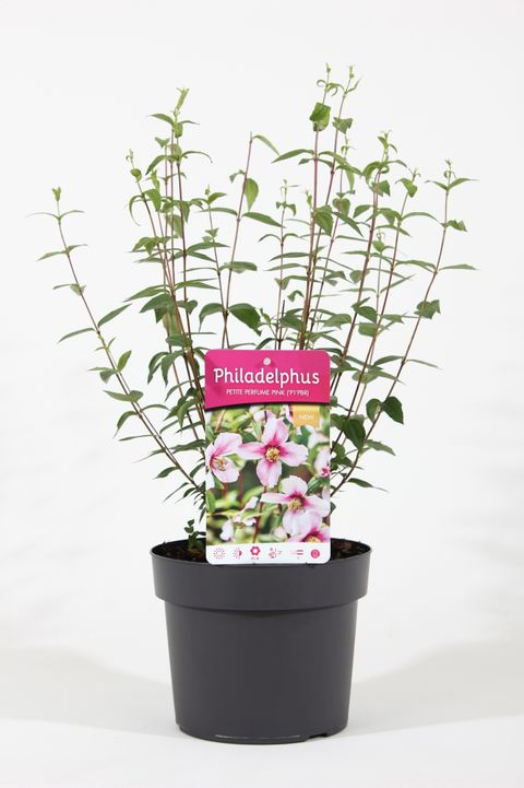 Philadelphus coronarius PETITE PERFUME PINK