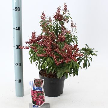 Pieris japonica 'Passion'