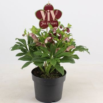 Helleborus orientalis 'Victoria'