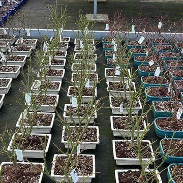 Acer palmatum 'Jerre Schwartz'