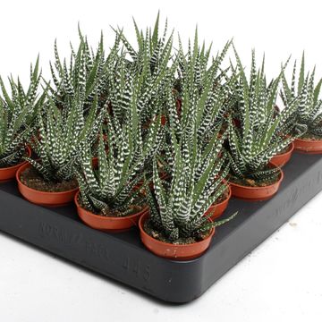 Haworthia fasciata 'Big Band'