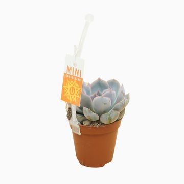 Echeveria 'Orion'