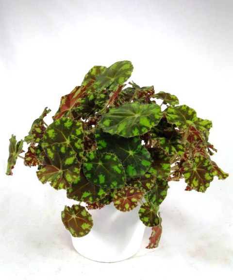 Begonia bowerae 'Тайгер'