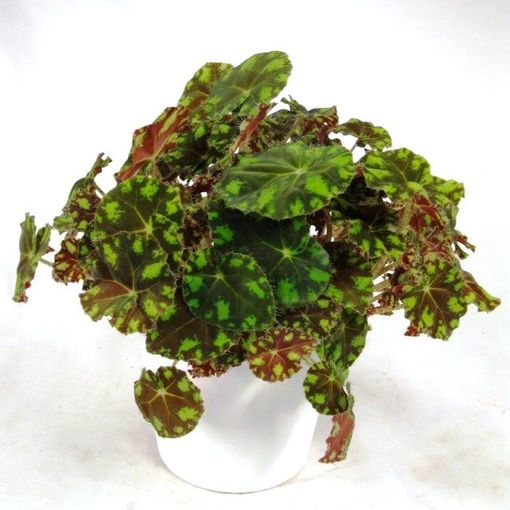 Begonia bowerae Tiger (P12 cm H25 cm) – Plant Wholesale FlorAccess