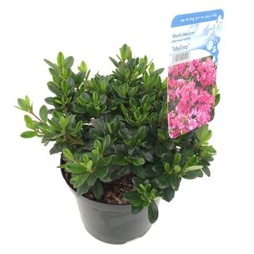 Rhododendron 'Melina'
