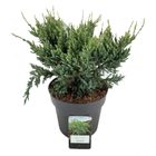 Juniperus squamata 'Holger'