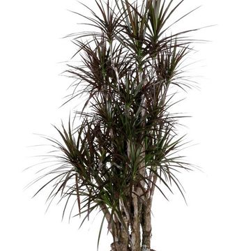 Dracaena marginata 'Magenta'