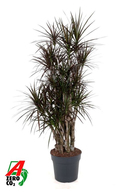Dracaena marginata 'Magenta'