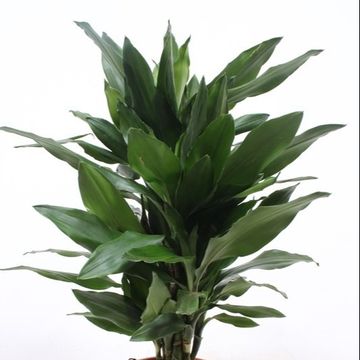 Dracaena fragrans 'Janet Lind'