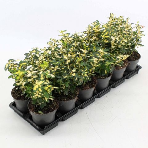 Euonymus fortunei BLONDY