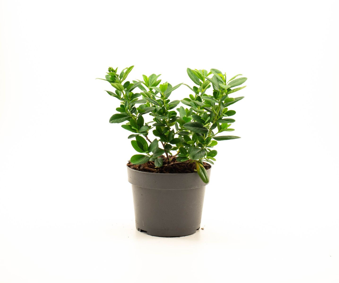 Escallonia laevis PINK ELLE — Plant Wholesale FlorAccess