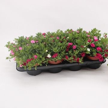 Calibrachoa CALLIE MIX IN POT