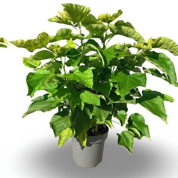 Catalpa bignonioides 'Aurea'