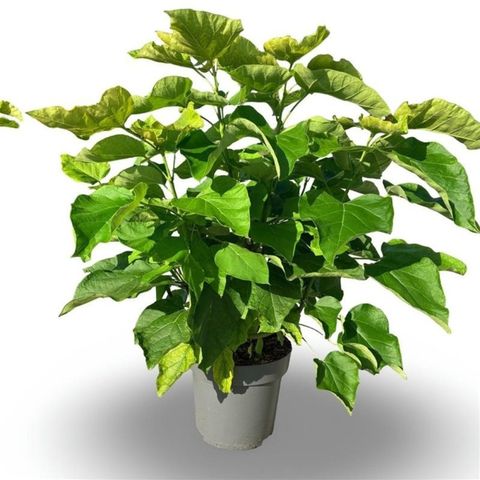Catalpa bignonioides 'Aurea'