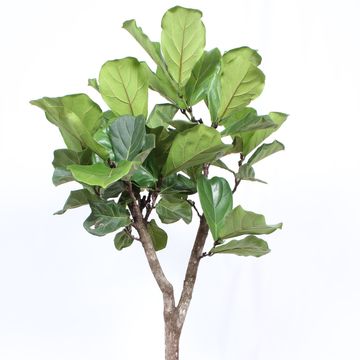 Ficus lyrata