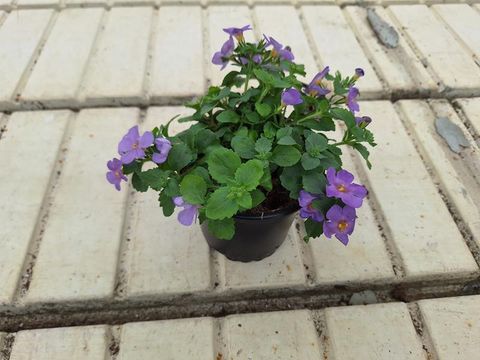 Bacopa caroliniana 'Snowflake'