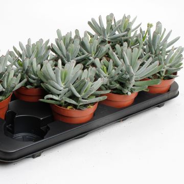 Cotyledon 'Octopus'