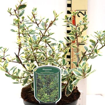 Rhamnus alaternus 'Argenteovariegata'