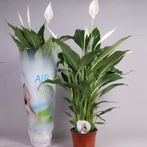 Spathiphyllum Cupido Compacto P17 Cm H65 85 Cm Plant Wholesale Floraccess