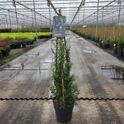 Ceanothus 'Skylark'