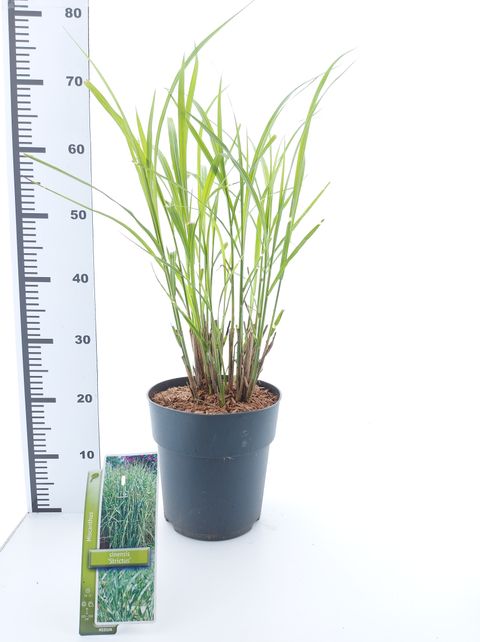 Miscanthus sinensis 'Стриктус'