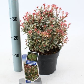 Pieris japonica 'Little Frosty'