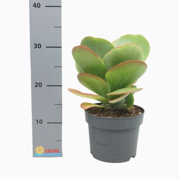 Kalanchoe thyrsiflora RED LIPS