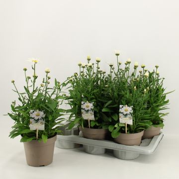 Leucanthemum x superbum 'Snow Lady'