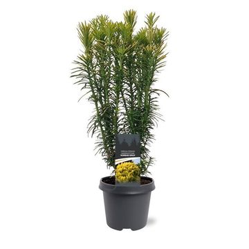 Cephalotaxus harringtonii 'Korean Gold'