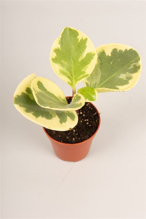 Peperomia obtusifolia 'Variegata'