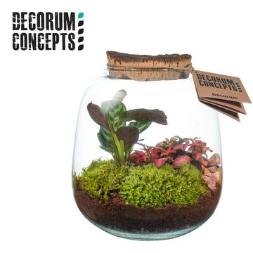 Järjestelyt Terrarium