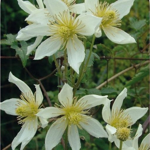 Clematis 'Anita' (Ta)