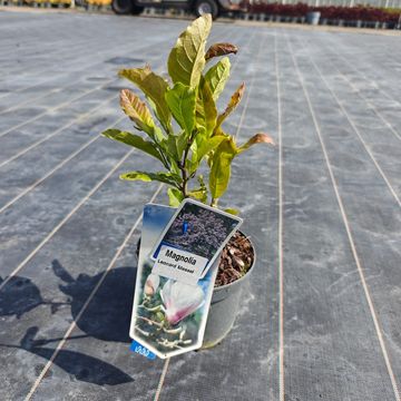 Magnolia x loebneri 'Leonard Messel'