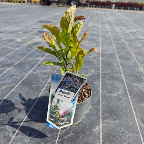 Magnolia x loebneri 'Leonard Messel'