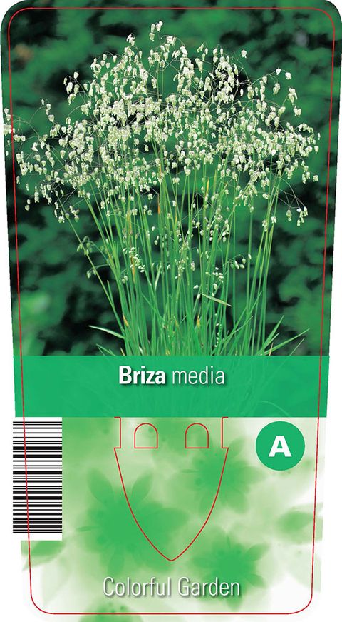 Briza media