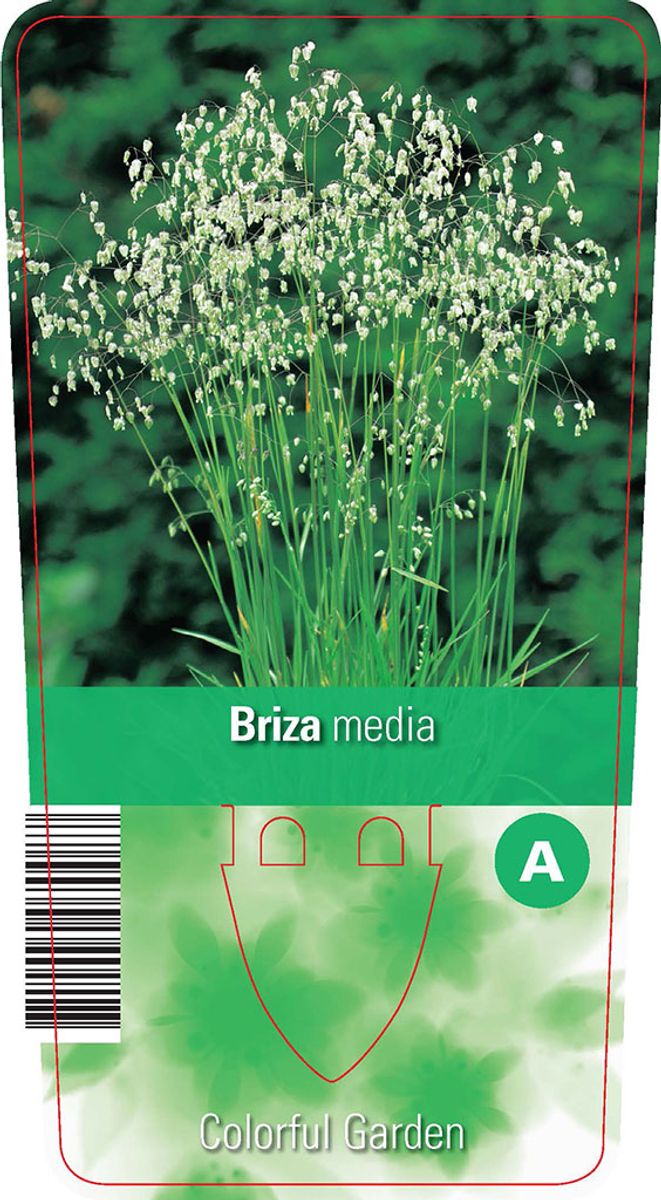 Briza media — Plant Wholesale FlorAccess